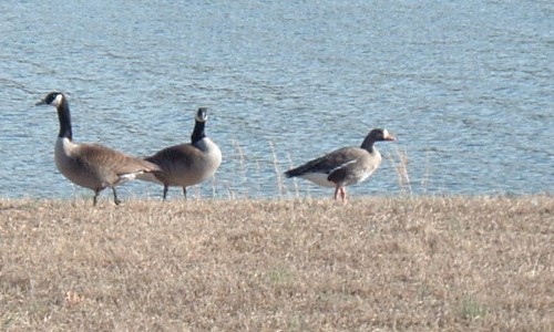 Greater White-fronted Goose