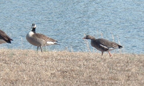 Greater White-fronted Goose