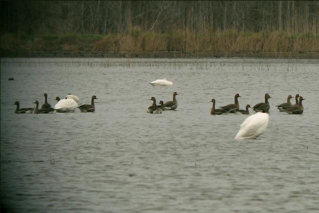 Greater White-fronted Geese