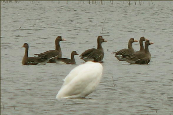 Greater White-fronted Geese