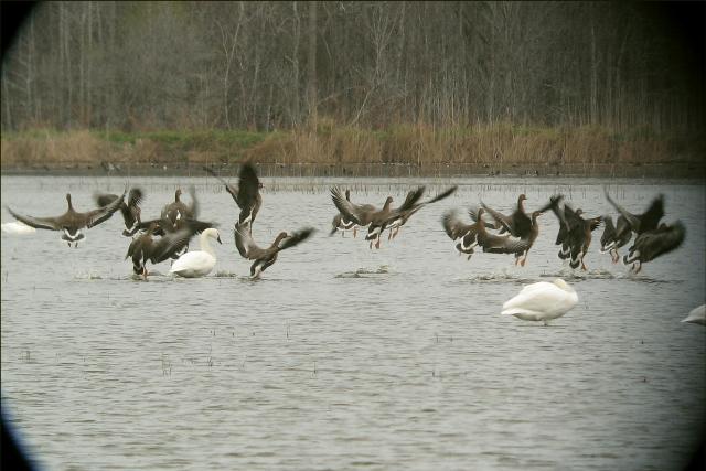 Greater White-fronted Geese