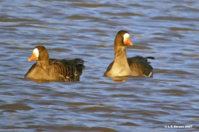 Greater White-fronted Geese
