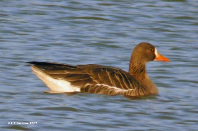 Greater White-fronted Geese