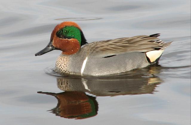 Green-winged Teal