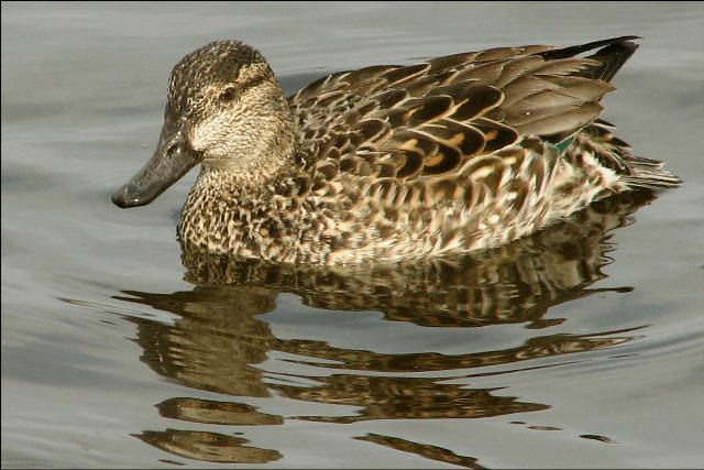 Green-winged Teal