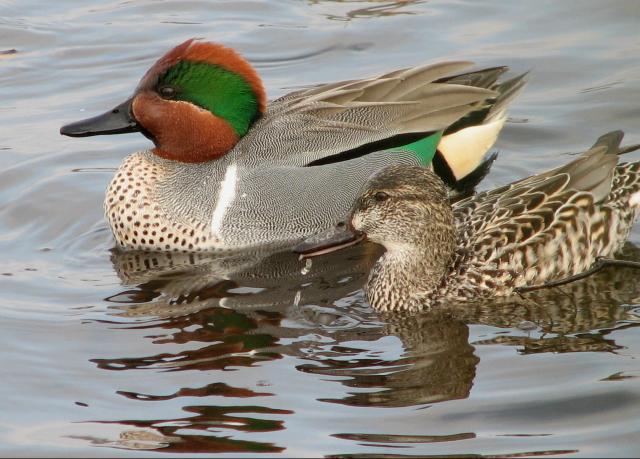 Green-winged Teal