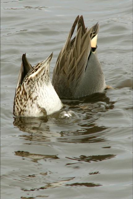 Green-winged Teal