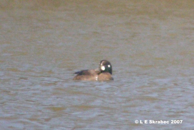 Harlequin Duck