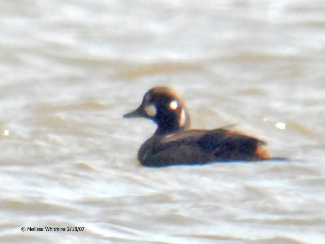 Harlequin Duck