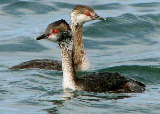 Horned Grebes