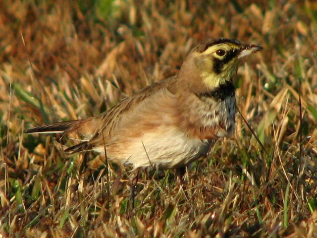Horned Lark