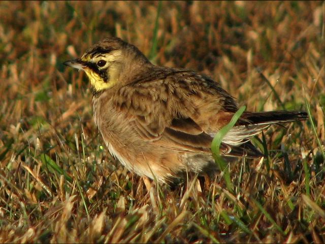 Horned Lark