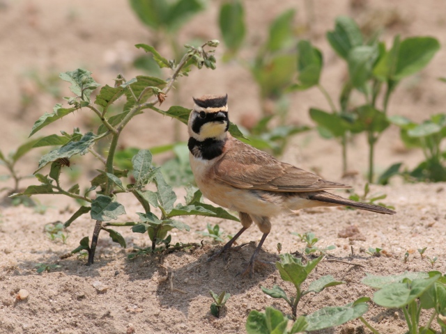 Horned Lark