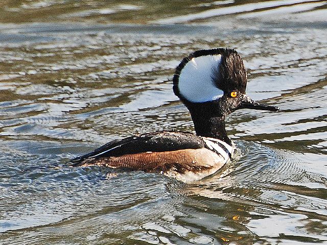 Hooded Merganser