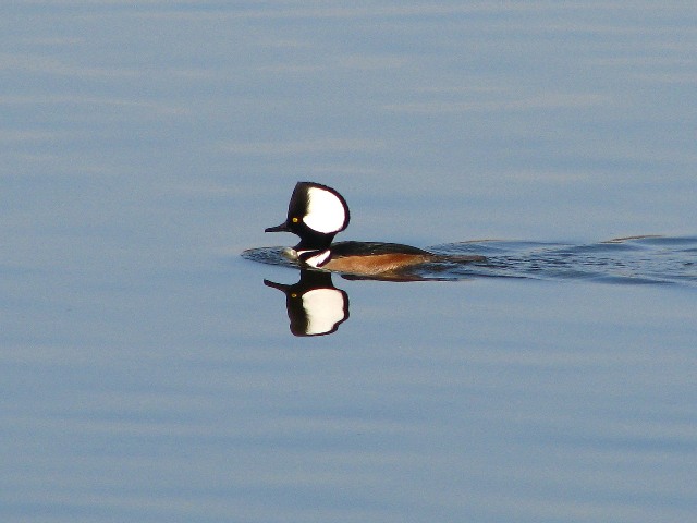 Hooded Merganser