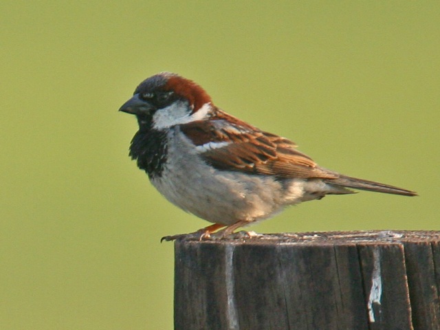 House Sparrow