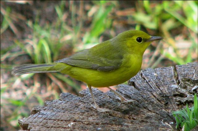 Hooded Warbler and Yellow Warbler