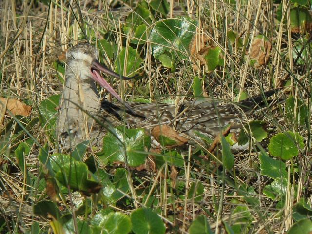 Hudsonian Godwit