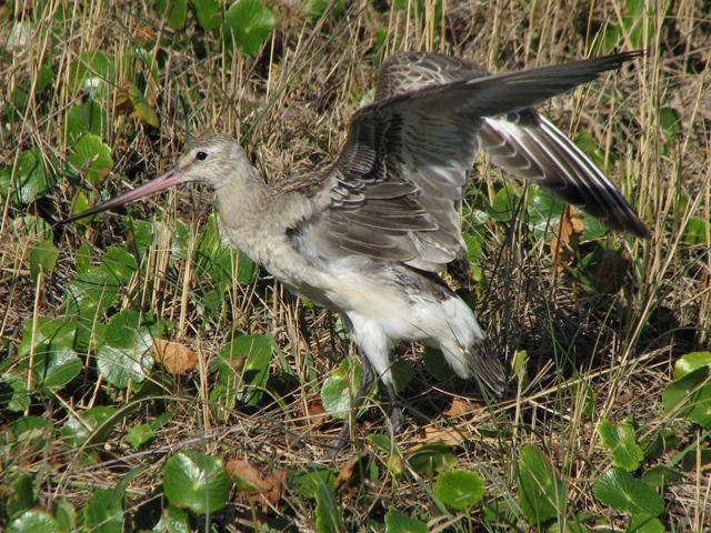 Hudsonian Godwit