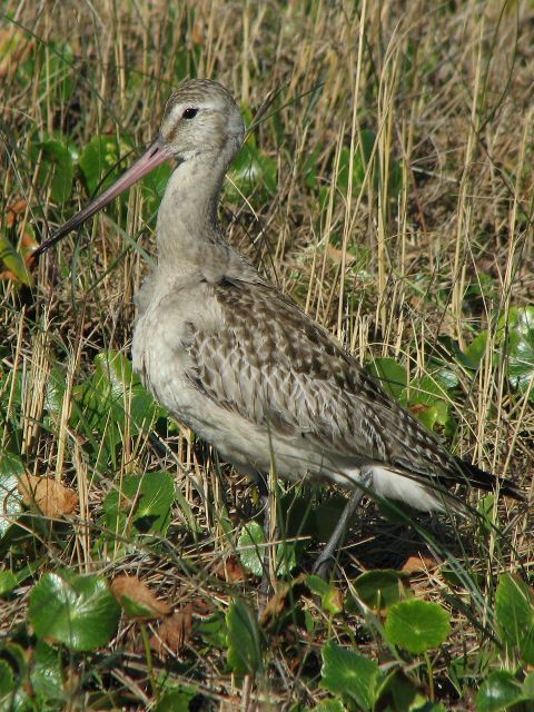 Hudsonian Godwit