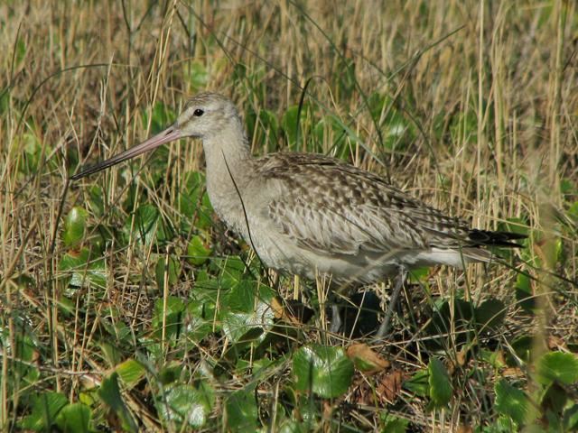 Hudsonian Godwit