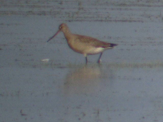 Hudsonian Godwit