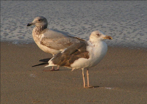 Lesser Black-backed Gulls