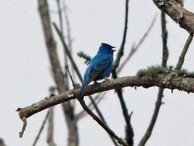 Indigo Bunting