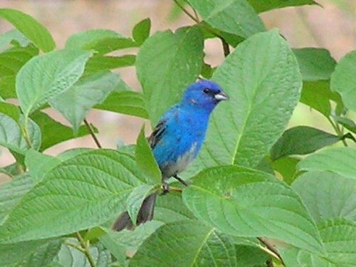 Red-headed Woodpecker, Northern Flicker, Indigo Bunting