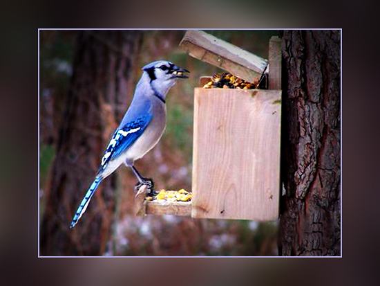 Blue Jay