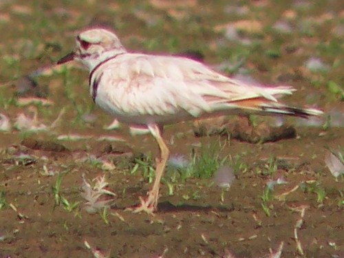 Killdeer