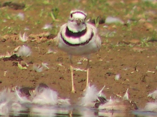 Killdeer