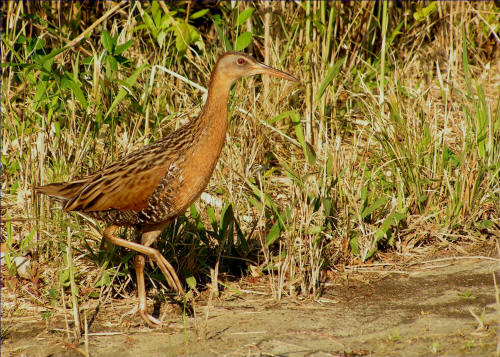 King Rail