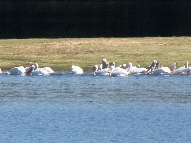 American White Pelicans