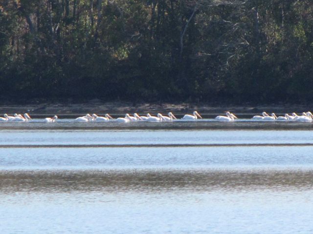 American White Pelicans