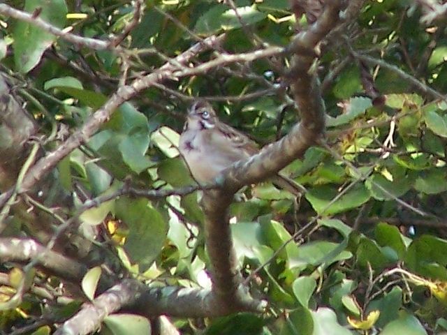 Lark Sparrow