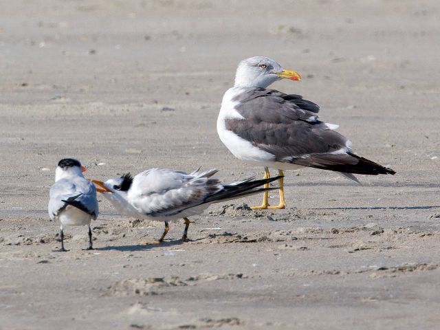 Lesser Black-backed Gulls