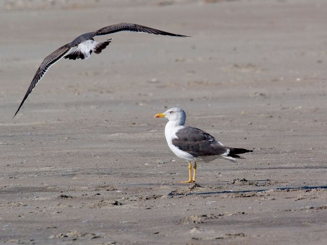 Lesser Black-backed Gulls