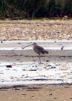 Long-billed Curlew and Peregrine Falcon