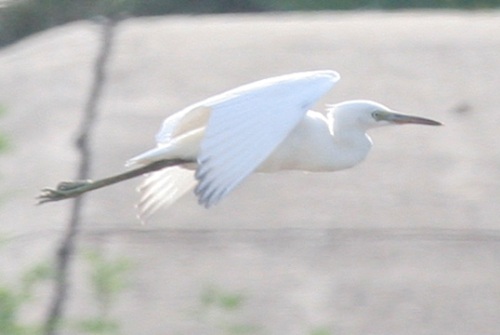 egrets
