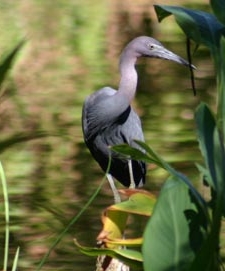 Little Blue Heron