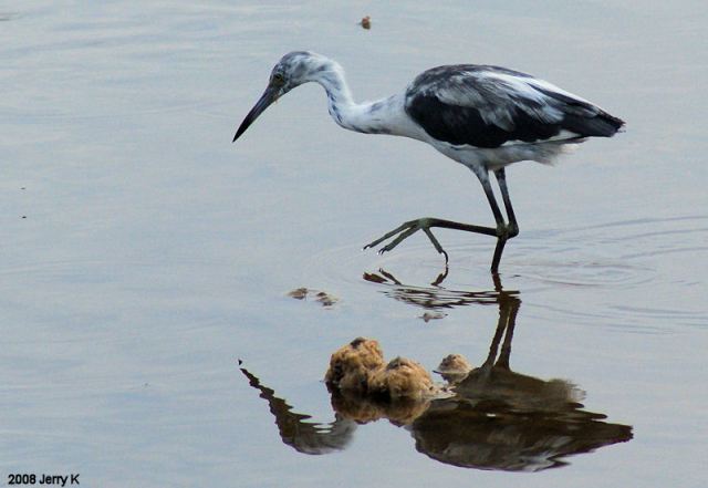 Little Blue Heron