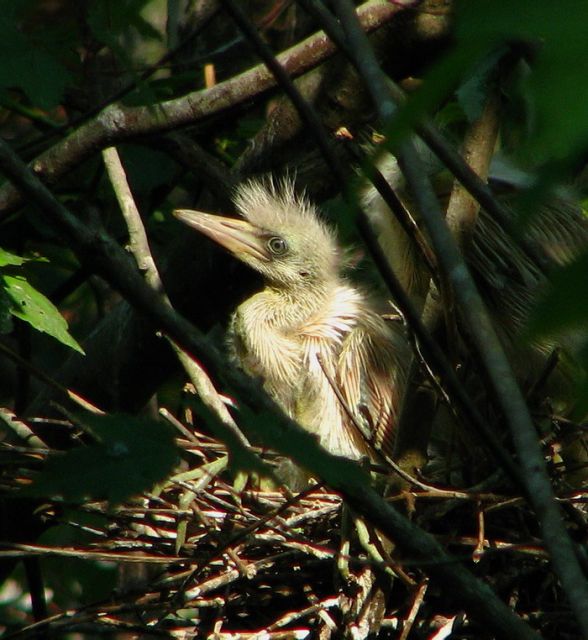 Little Blue Heron