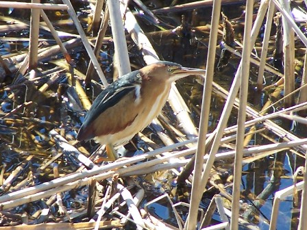 Least Bittern
