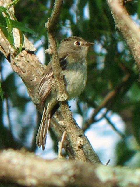 Least Flycatcher