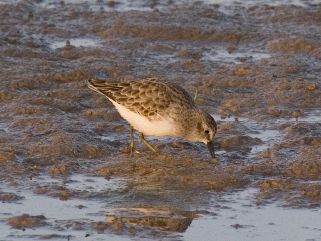 Least Sandpiper