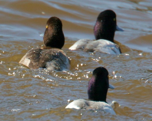 Lesser Scaup