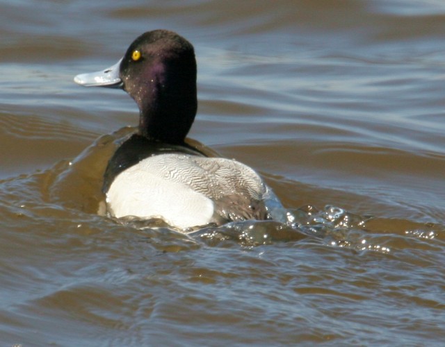 Lesser Scaup