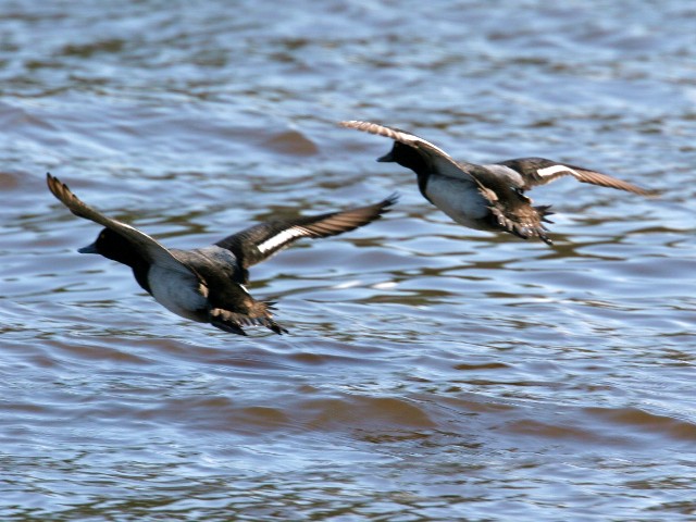 Lesser Scaup
