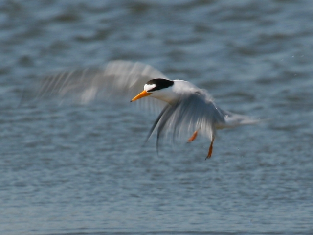 Least Tern